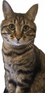 Rémus